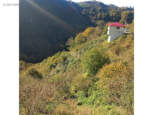 TİREBOLU CİVİL KÖYÜNDE SATILIK İÇİNDE EV OLAN FINDIK BAHÇESİ - GİRESUN TİREBOLU fotoğraf 7