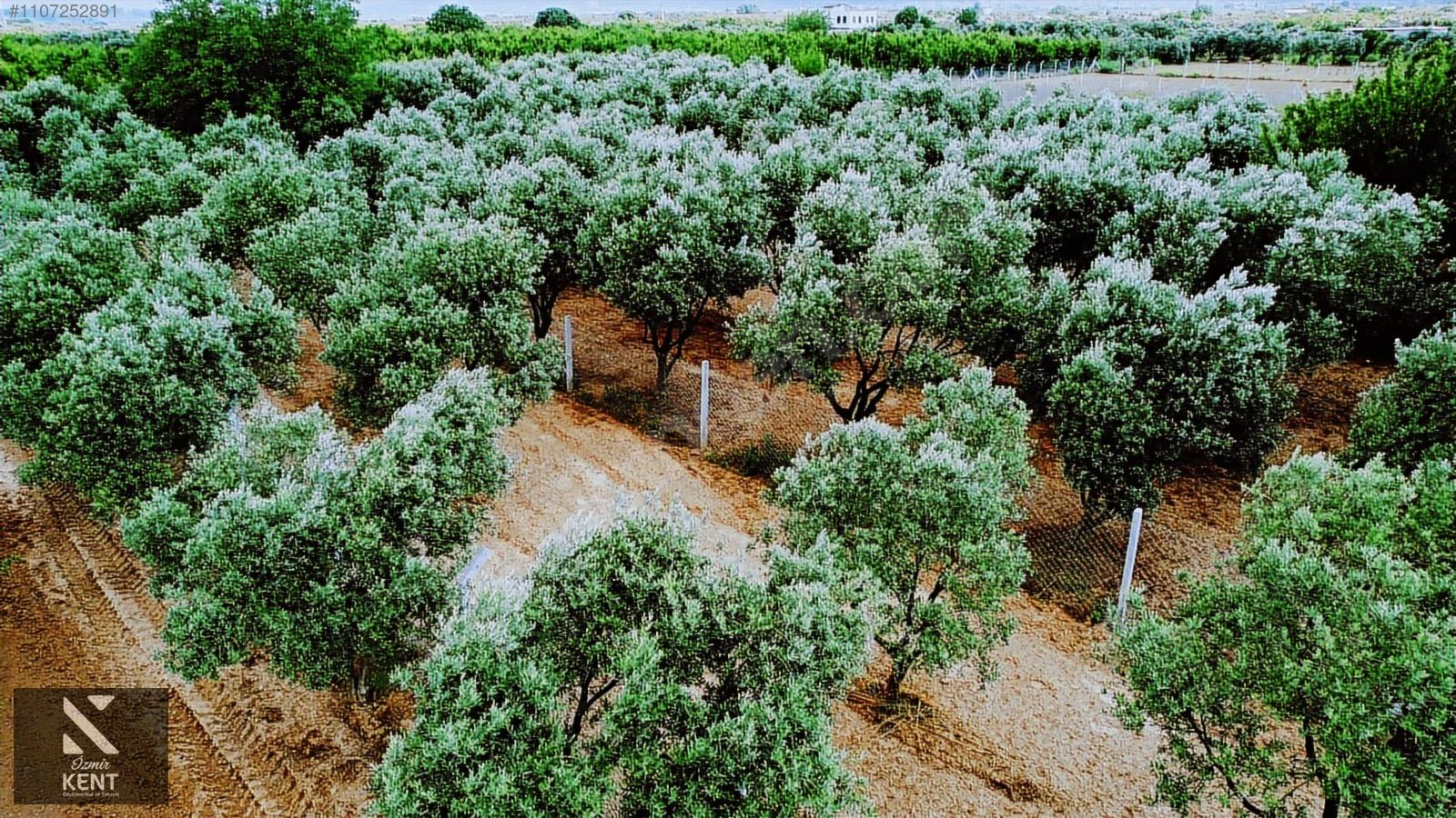 Kemalpaşa Aşağıkızılca Satılık Bahçe Tek Tapu 881 m2 - İZMİR KEMALPAŞA fotoğraf 3