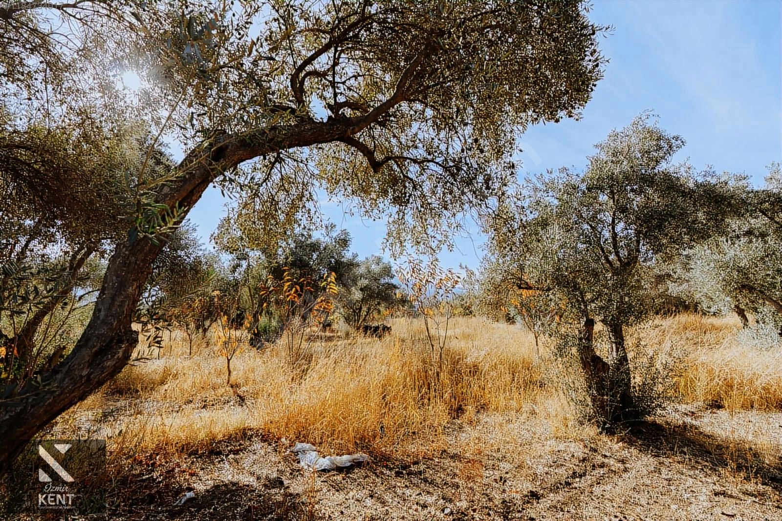 Kemalpaşa Sekiz Eylül Satılık 4.746 m2 Bahçe - İZMİR KEMALPAŞA fotoğraf 31