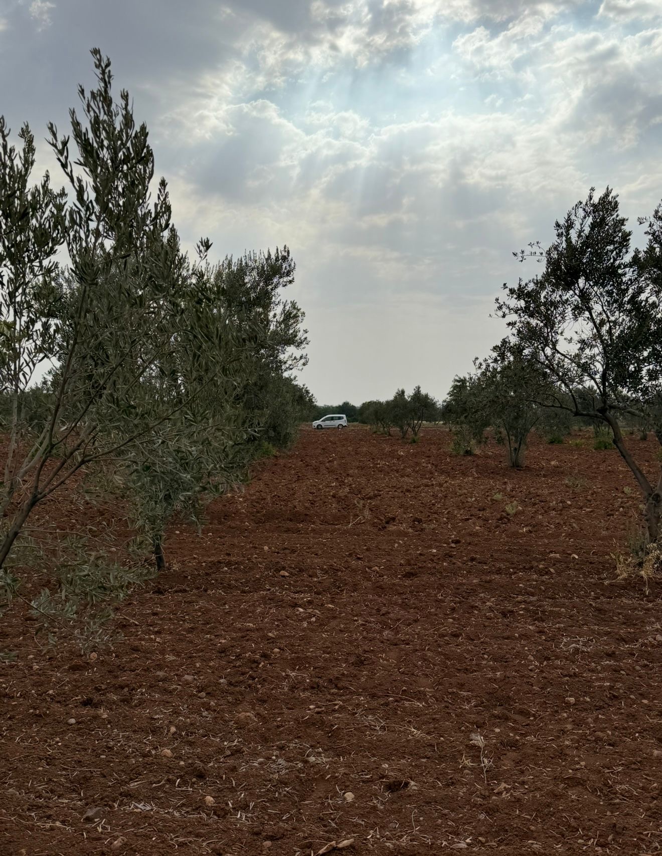 SATILIK 120 AĞAÇ ZEYTİNLİK - KİLİS MERKEZ fotoğraf 3