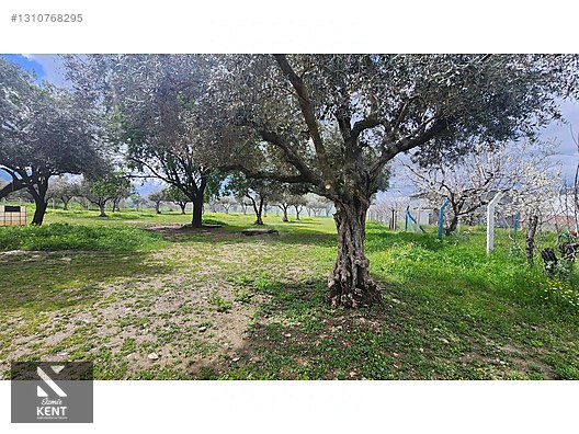 Kemalpaşa Armutlu Satılık Arazi 4.000 m2 - İZMİR KEMALPAŞA fotoğraf 3