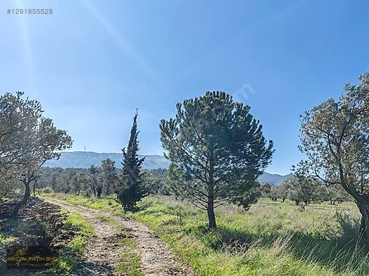 HAVRAN MESCİT MAHALLESİ OTOYOLA YAKIN 10 DÖNÜM SATIILIK ZEYTİNLİ - BALIKESİR HAVRAN fotoğraf 2