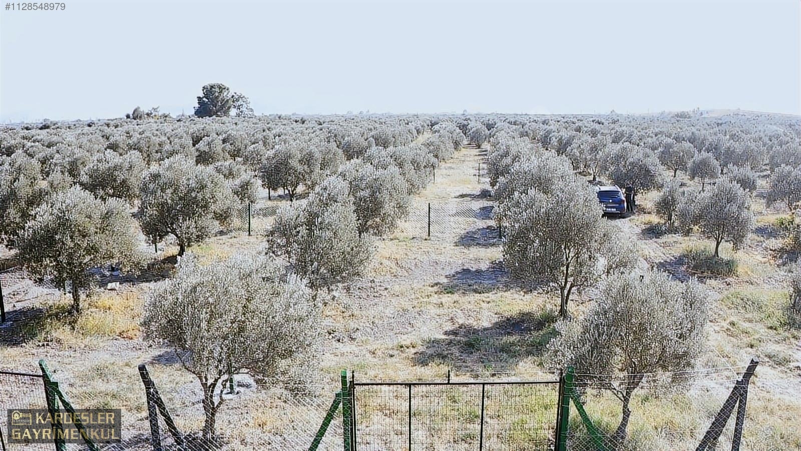 DAYIOĞLUNDA UYGUN FİYATLI SATILIK ZEYTİNLİ BAHÇE - MANİSA AKHİSAR fotoğraf 31