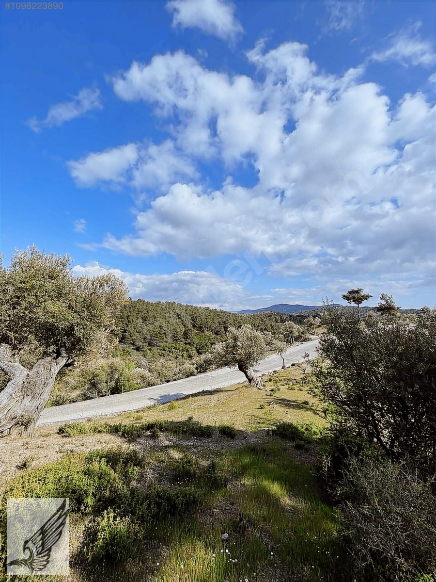 BEYLER KÖYÜNDE 1.790M2 100 METRE YOL CEPHELİ ZEYTİNLİK - İZMİR SEFERİHİSAR fotoğraf 2
