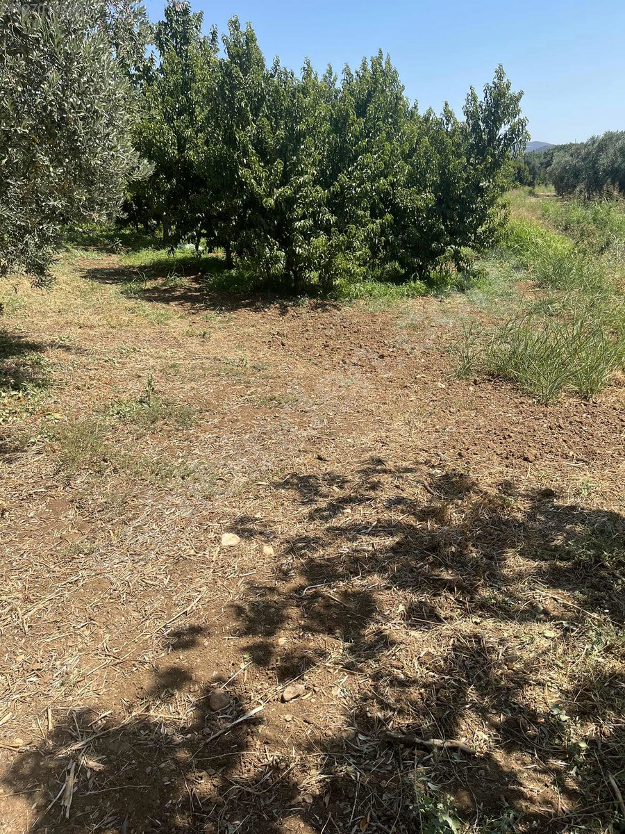 BURSA İZNİK ÖMERLİ  KÖYÜNDE 54 M² BAĞ  SATILIKTIR - BURSA İZNİK fotoğraf 17