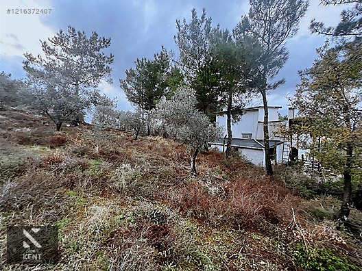 Kemalpaşa Armutlu Hürriyet Mah. Satılık 1.950 m2 Bahçe - İZMİR KEMALPAŞA fotoğraf 15