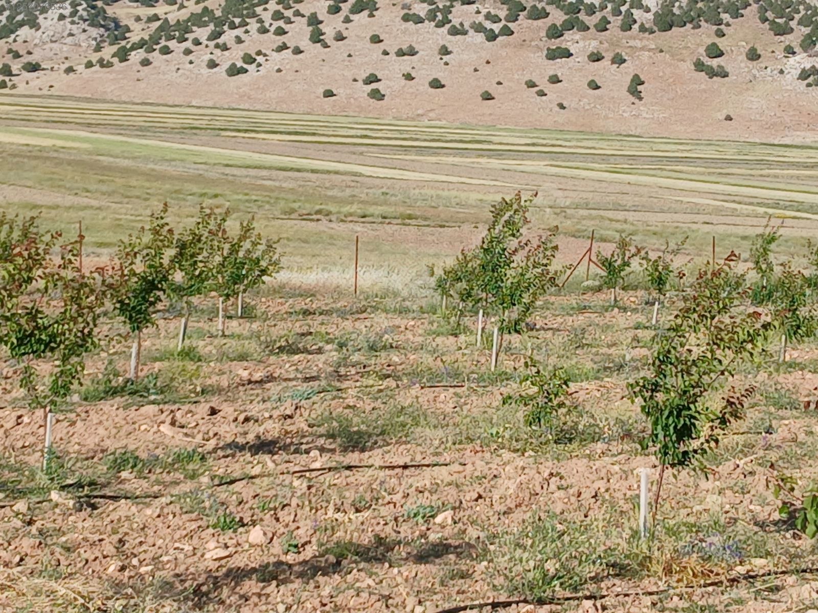 Antalya / Korkuteli / Sülekler Mahallesinde 2.171 M² SATILIK TARLA - ANTALYA KORKUTELİ fotoğraf 7