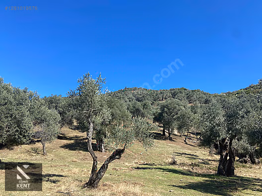 Bayındır Yusuflu Satılık 6050 m2 Zeytinlik Tek Tapu - İZMİR BAYINDIR fotoğraf 39