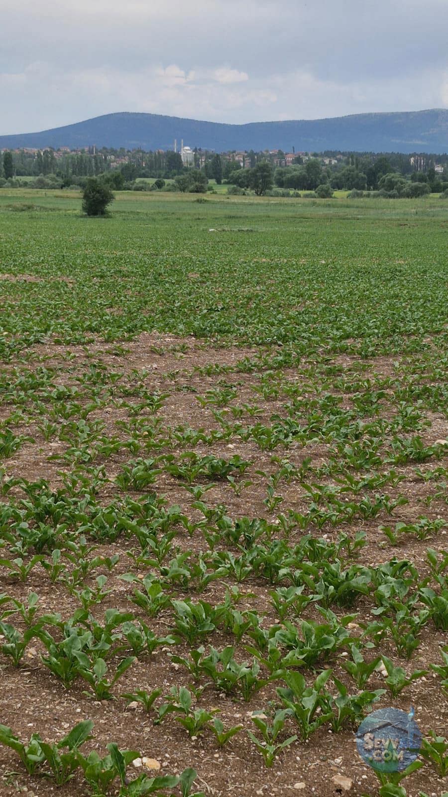 KÜTAHYA ÇAVDARHİSAR ZOBU  KÖYÜNDE  1.622  M²   TARLA  SATILIKTIR - KÜTAHYA ÇAVDARHİSAR fotoğraf 4