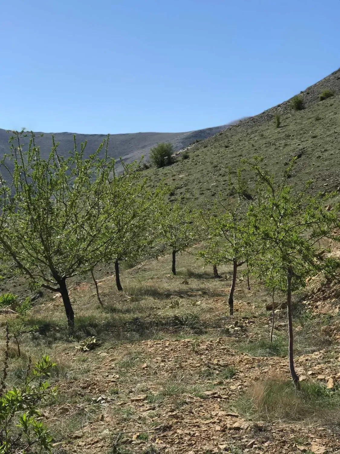 YEŞİLYURT KOZLUKTA BADEMLİK FIRSAT TARLA - MALATYA YEŞİLYURT fotoğraf 4