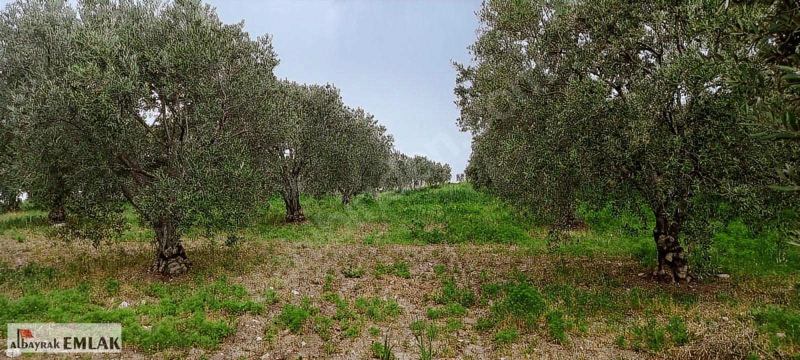 AKHİSAR RAHMİYE DE KÖYE YAKIN 3.DÖNÜM ZEYTİNLİK 1.500.000 TL - MANİSA AKHİSAR fotoğraf 8