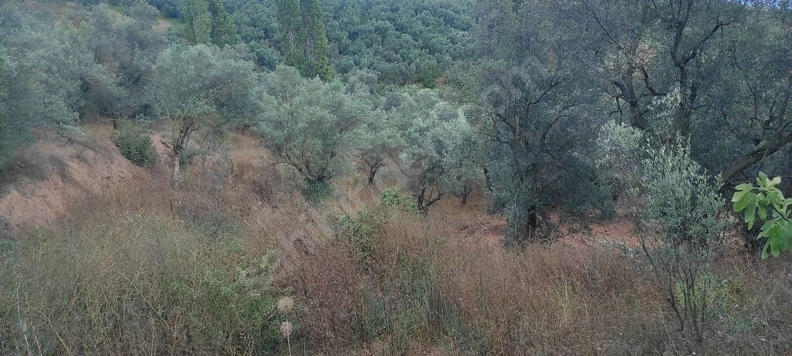 BURSA İZNİK MAHMUDİYE MAHALLESİ'NDE 903 M²  BAĞIMIZ SATILIKTIR - BURSA İZNİK fotoğraf 5
