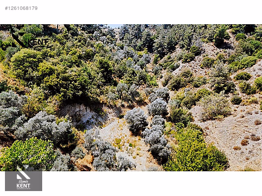 Kemalpaşa Yukarıkızılca Satılık 950 m2 Bahçe Tek Tapu - İZMİR KEMALPAŞA fotoğraf 7