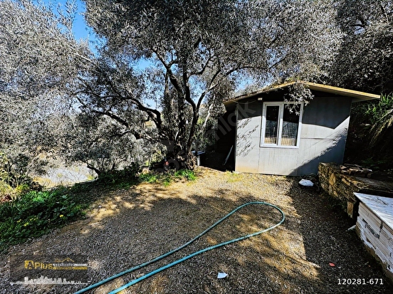 A PLUS GAYRİMENKULDEN YOLA CEPHELİ ELEKTRİK SU BULUNAN ZEYTİNLİK - İZMİR TİRE fotoğraf 15