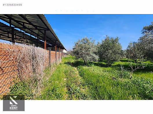 Kemalpaşa Ören Satılık Zeytinlik 1.230 m2 - İZMİR KEMALPAŞA fotoğraf 35