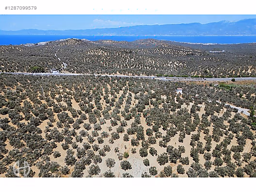 HAS EMLAK tan EGE nin İNCİSİ PELİTKÖY DE ZEYTİNLİK - BALIKESİR BURHANİYE fotoğraf 10