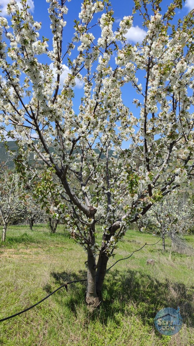 Satılık Meyve Bahçesi Kiraz, Ceviz, Vişne Ağaçlı, Yola Cepheli - Kütahya Şaphane fotoğraf 26
