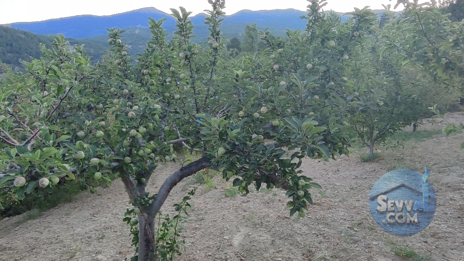 KÜTAHYA ŞAPHANE SUBAŞI'NDA SATILIK 2249m² BAHÇE - Kütahya Şaphane fotoğraf 27