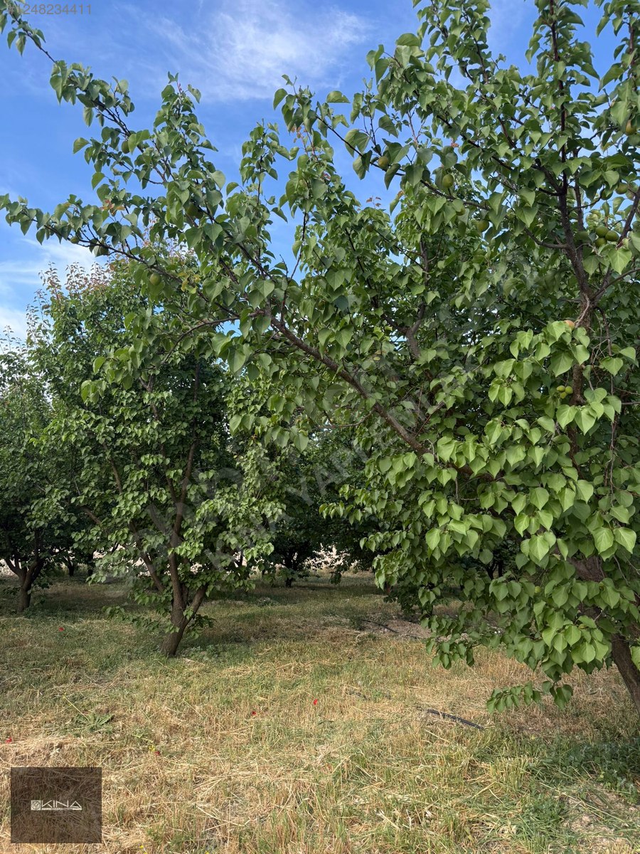 MUT - SİLİFKE KARAYOLUNA 250 M MESAFEDE SATILIK BAHÇE - MERSİN MUT fotoğraf 21