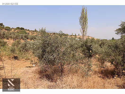 Kemalpaşa Aşağıkızılca Satılık 615 m2 Zeytinlik - İZMİR KEMALPAŞA fotoğraf 5
