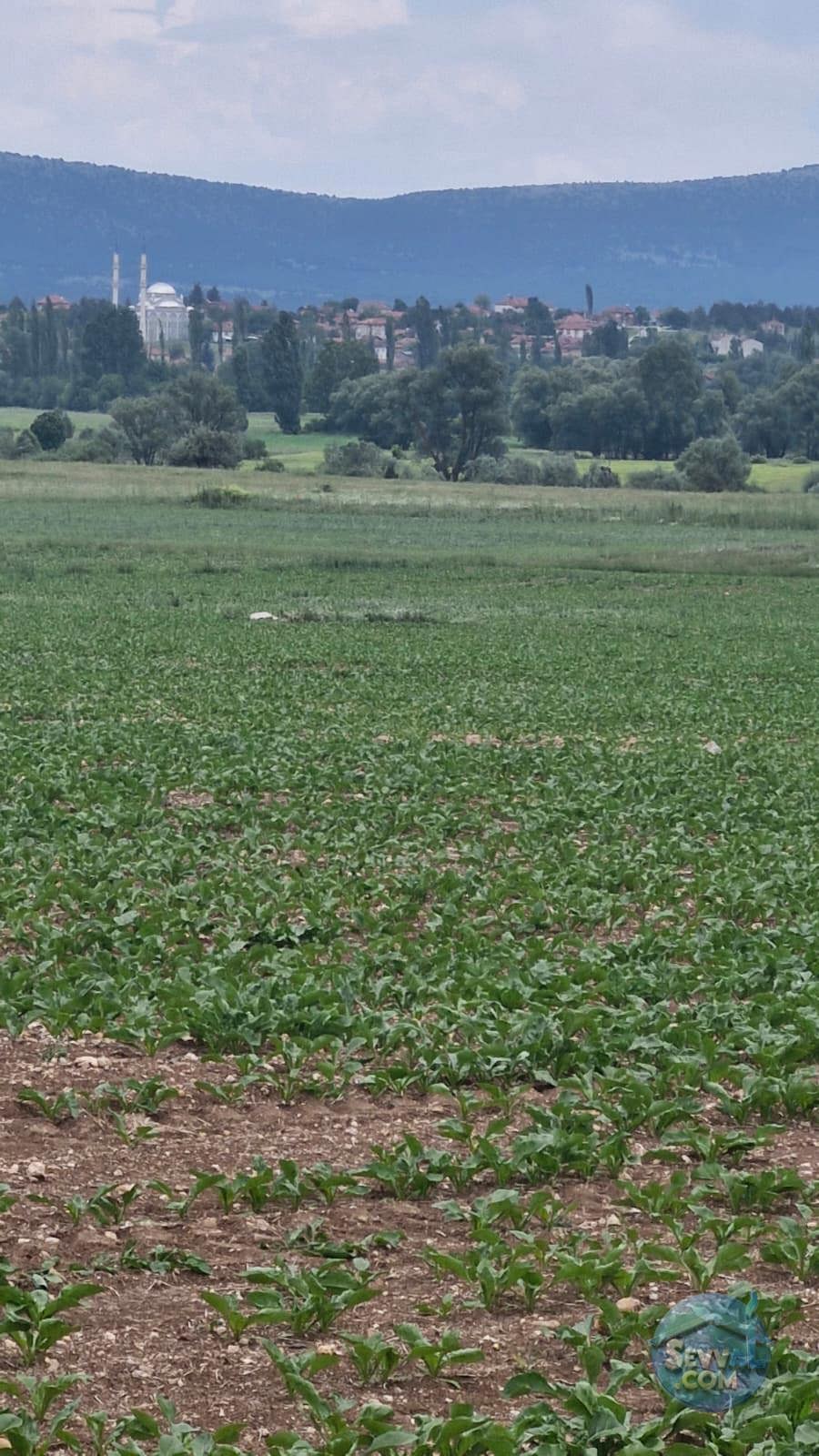KÜTAHYA ÇAVDARHİSAR ZOBU  KÖYÜNDE  1.622  M²   TARLA  SATILIKTIR - KÜTAHYA ÇAVDARHİSAR fotoğraf 9