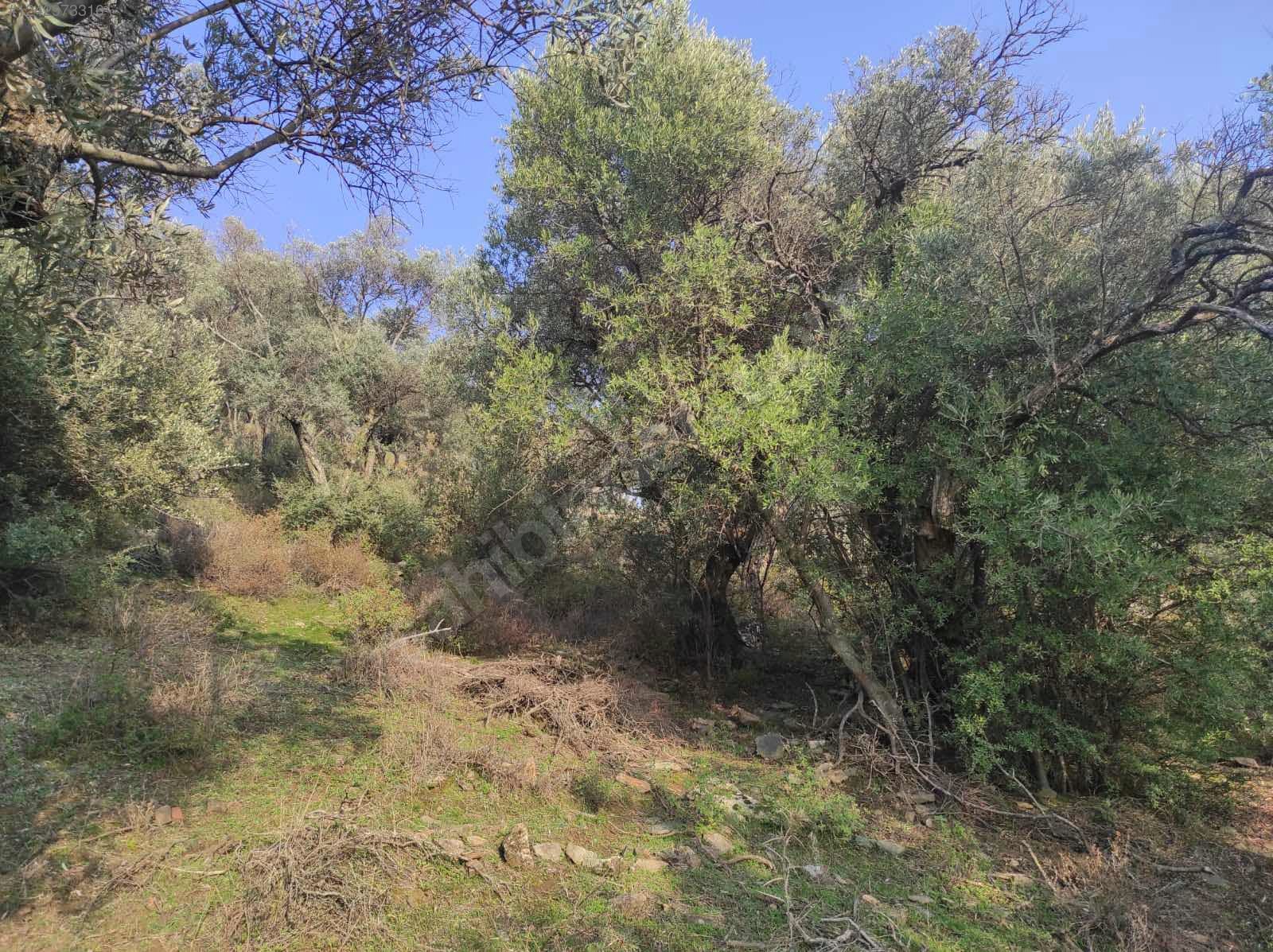 İZMİR BAYINDIR ÇENİKLER KÖYÜNDE 854 M² ZEYTİNLİK  SATILIKTIR - İZMİR BAYINDIR fotoğraf 14