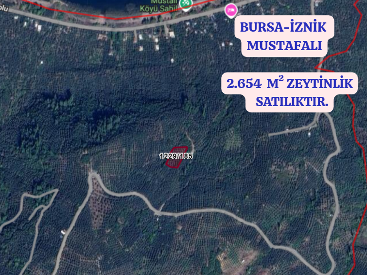 BURSA İZNİK MUSTAFALI KÖYÜNDE 2.654 M² ZEYTİNLİK SATILIKTIR - BURSA İZNİK fotoğraf 2