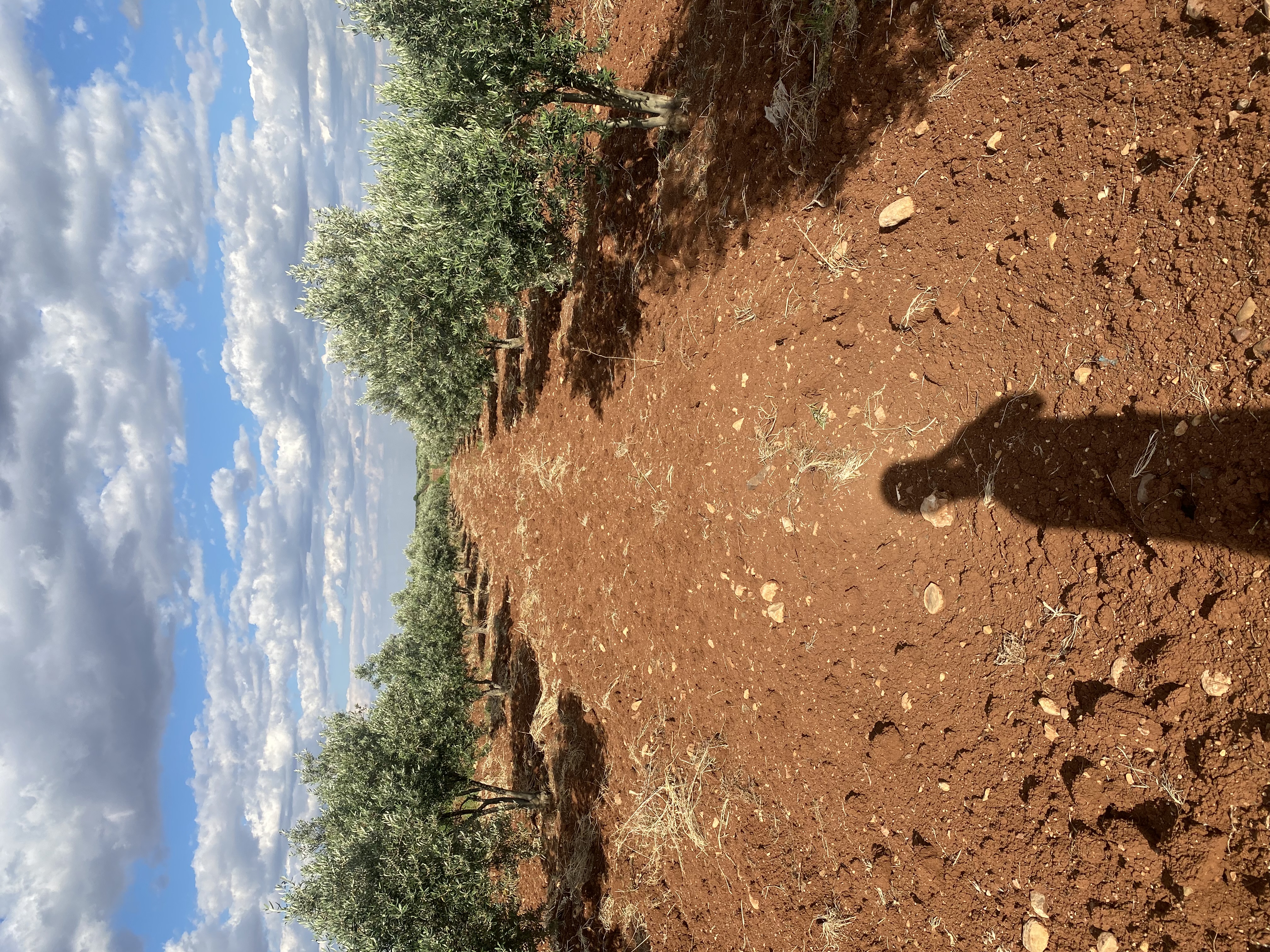 SATILIK 150 AĞAÇ ZEYTİNLİK  - KİLİS MERKEZ fotoğraf 5