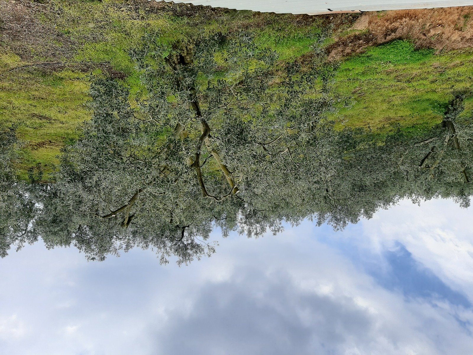 Tamamen göl manzaralı satılık zeytin bahçesi takasa açıktır - BURSA İZNİK fotoğraf 8