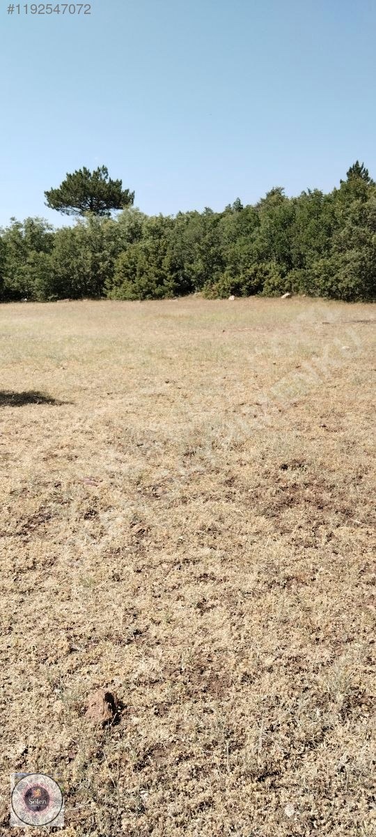 Kütahya merkez kozluca köyü nde satılık tarla - KÜTAHYA MERKEZ fotoğraf 13