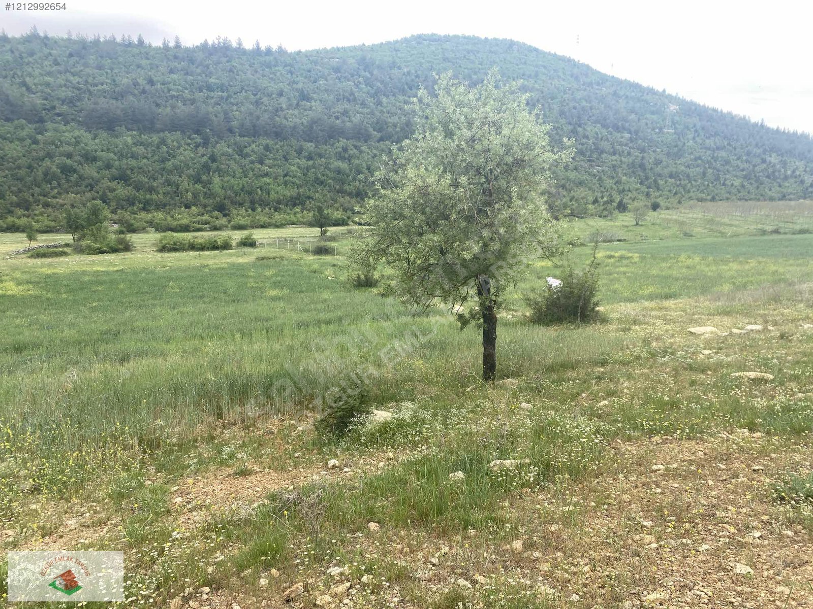 Çamlıyayla Giden Köyü Satılık Arsa Tek tapu - MERSİN ÇAMLIYAYLA fotoğraf 7