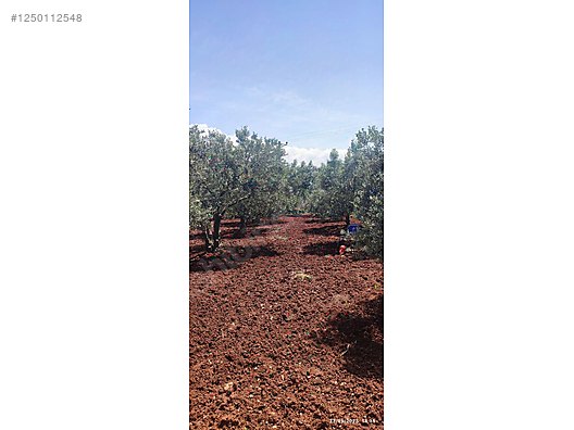 BURSA KARACABEY KARASU KÖYÜNDE 6.100  M² BAĞ SATILIKTIR - BURSA KARACABEY fotoğraf 9
