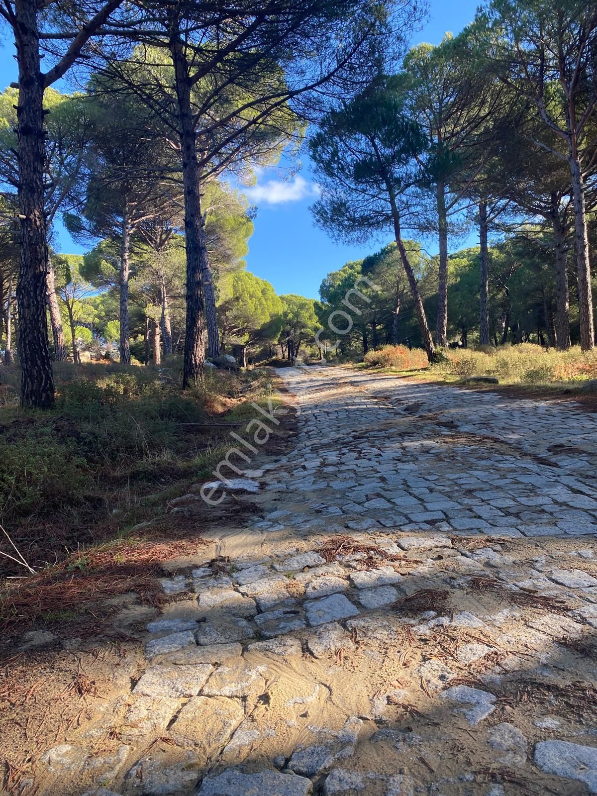 Bergama Kozak Bölgesi Aşağıbey Köyü, Yolu Olan Satılık Fıstıklık. - İZMİR BERGAMA fotoğraf 5