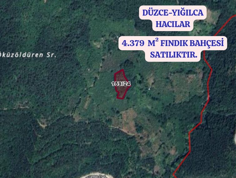 DÜZCE YIĞILCA HACILAR  KÖYÜNDE 4.379  M²  FINDIK BAHÇESİ  SATILIKTIR - DÜZCE YIĞILCA fotoğraf 2