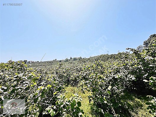 KÖKENLİ KÖYÜNDE 4 DÖNÜM SATILIK FINDIK BAHÇESİ - ORDU ALTINORDU fotoğraf 4