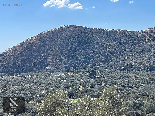 Bayındır Yusuflu Satılık 6050 m2 Zeytinlik Tek Tapu - İZMİR BAYINDIR fotoğraf 21