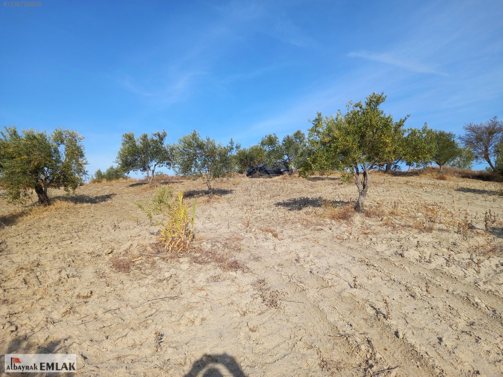 SARUHANLI HACIMUSA DA SATILIK 8.000 M2 ZEYTİNLİK 1.700.000 TL - MANİSA SARUHANLI fotoğraf 19