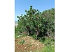Siirt / Eruh / Fatih Mah. 4.293 M² SATILIK ARSA  - SİİRT ERUH fotoğraf 6