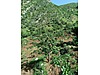 Siirt / Eruh / Fatih Mah. 4.293 M² SATILIK ARSA  - SİİRT ERUH fotoğraf 3