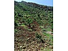 Siirt / Eruh / Fatih Mah. 4.293 M² SATILIK ARSA  - SİİRT ERUH fotoğraf 4