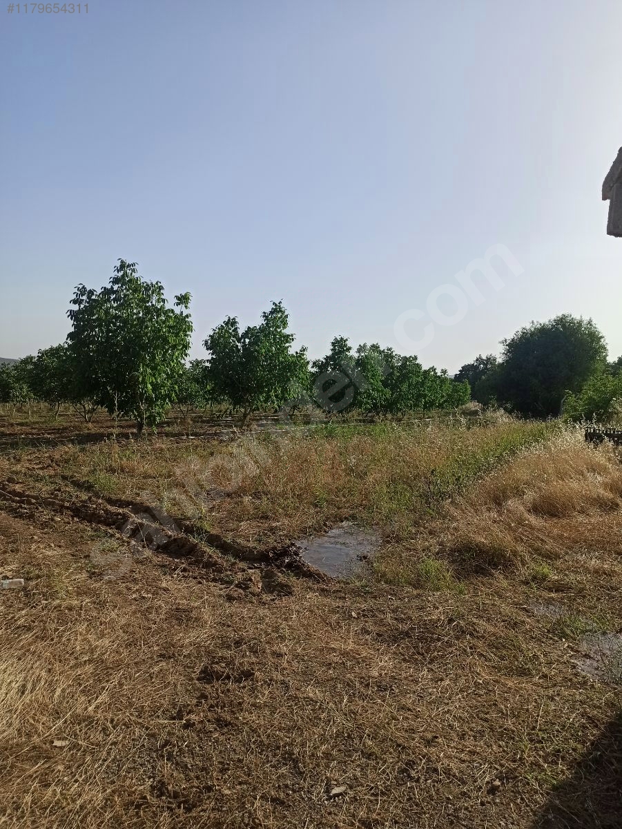 Diyarbakır / Hani / Serenköy Mh. SATILIK CEVİZ BAHÇESİ  15.000m²  - DİYARBAKIR HANİ fotoğraf 8