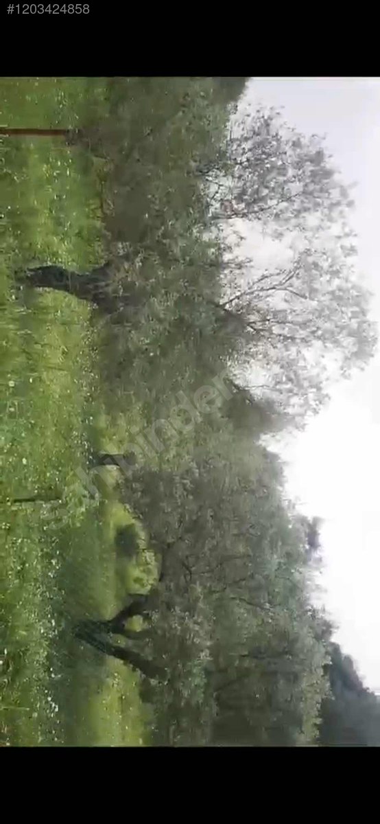 2 parsel toplam 5 dönüm 5.000 M² Hatay / Altınözü / Kozkalesi Mh. - HATAY ALTINÖZÜ fotoğraf 5
