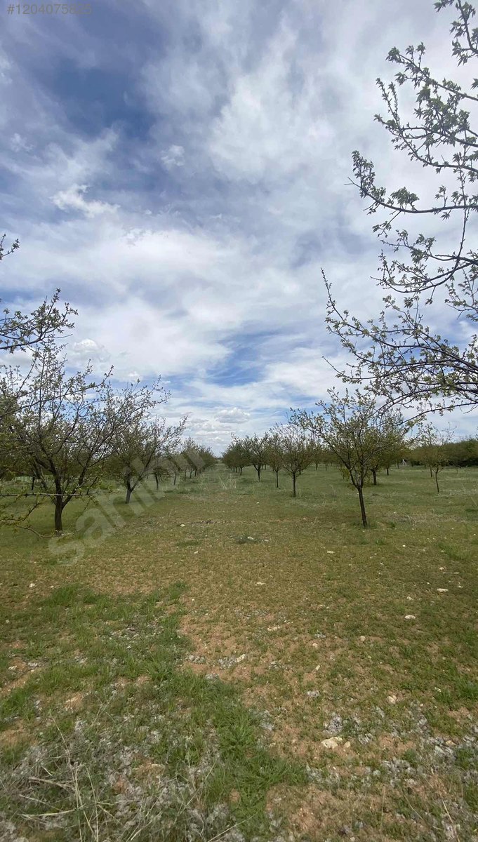 Sütlüce Köyü Sahibinden Satılık Yatırımlık Ekili Bahçe,Tarla  14.030M²  - ELAZIĞ MERKEZ fotoğraf 3