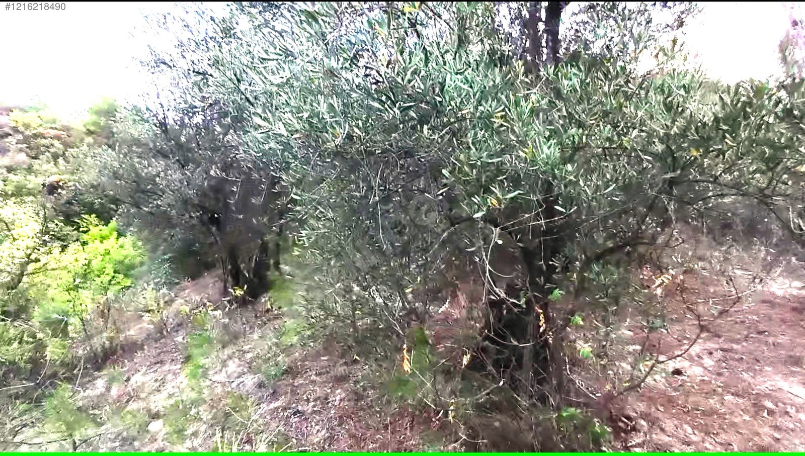 VERİMLİ TOPRAKLARDA 9 DÖNÜM ZEYTİNLİK Hatay / Altınözü / Karbeyaz Mh. - HATAY ALTINÖZÜ fotoğraf 8