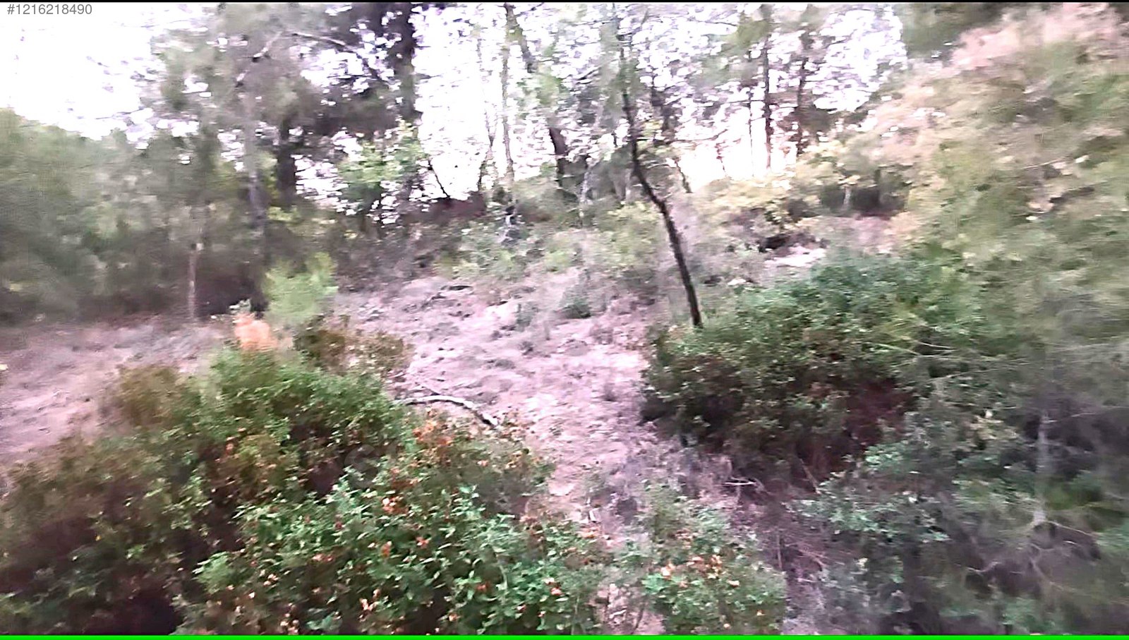 VERİMLİ TOPRAKLARDA 9 DÖNÜM ZEYTİNLİK Hatay / Altınözü / Karbeyaz Mh. - HATAY ALTINÖZÜ fotoğraf 9