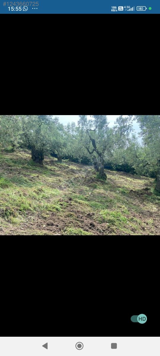 TOOG YANI KUPON ARSA - BURSA GEMLİK fotoğraf 4