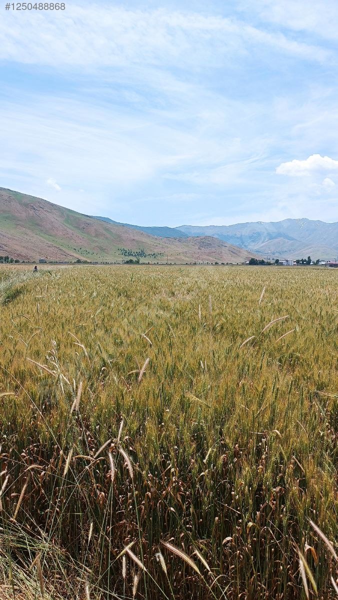 Sahibinden acil satılık kelepir arsa 8.000 M² Muş / Merkez / Sungu Bld. - MUŞ MERKEZ fotoğraf 3