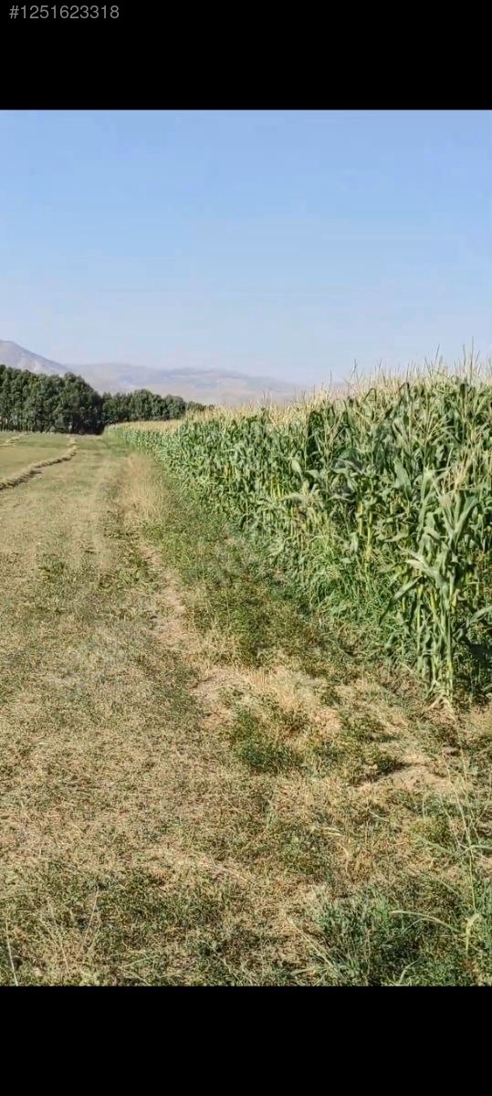 SATILIK ARSA Melle Enverin Tarlası 7.000 M² Muş / Merkez / Özdilek Köyü - MUŞ MERKEZ fotoğraf 2