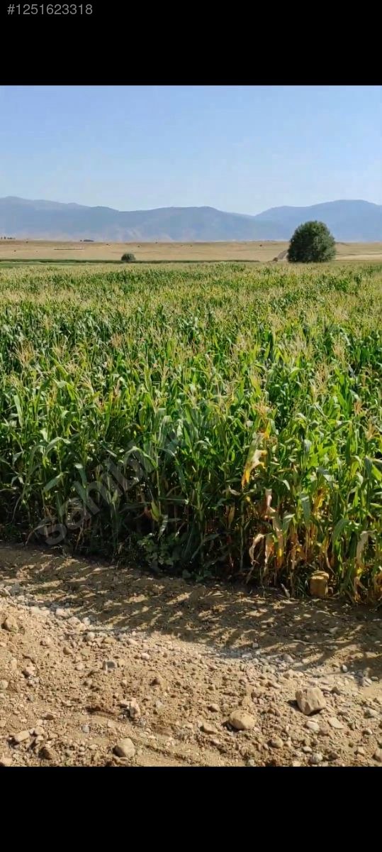 SATILIK ARSA Melle Enverin Tarlası 7.000 M² Muş / Merkez / Özdilek Köyü - MUŞ MERKEZ fotoğraf 3