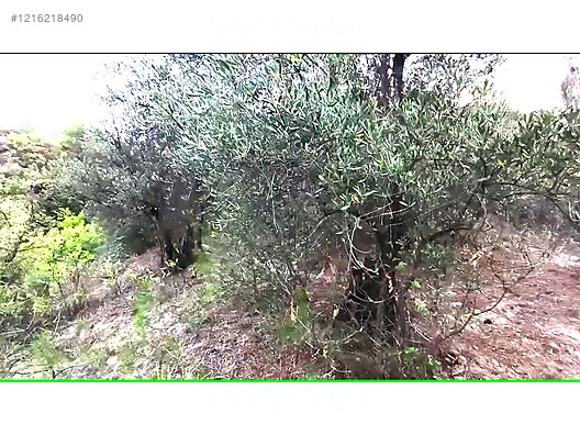 VERİMLİ TOPRAKLARDA 9 DÖNÜM ZEYTİNLİK Hatay / Altınözü / Karbeyaz Mh. - HATAY ALTINÖZÜ fotoğraf 2